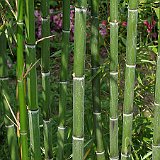 Phyllostachys praecox 5-2012.JPG